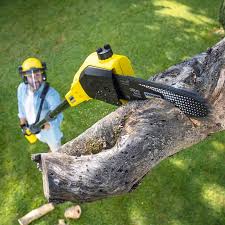 Best Tree Fertilization  in Devine, TX