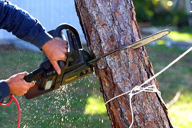 Trusted Devine, TX Tree Care Experts