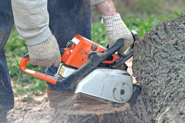 Best Tree Cabling and Bracing  in Devine, TX