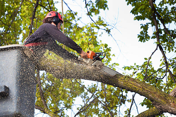 Best Emergency Tree Removal  in Devine, TX